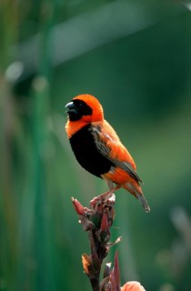 Red bishop, male, Serengeti National Park, Tanzania, southern red bishop (Euplectes orix), male,