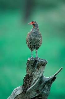 Red-necked spurfowl (Francolinus afer), Serengeti National Park, Tanzania, Red-throated Francolin,