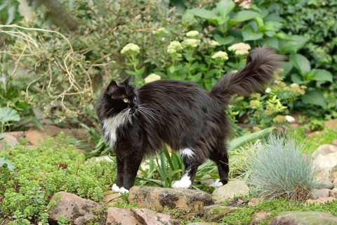 Maine Coon cat, side
