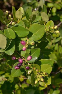 Waterberries (Syzygium cordatum), Kasanka National Park, Zambia, Africa