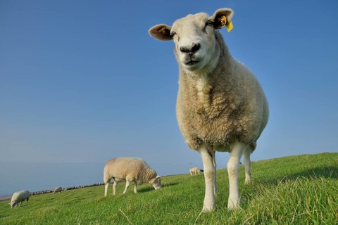 Sheep (Ovis aries) on a dike, Pellworm, North Frisia, Schleswig-Holstein, Germany, Europe