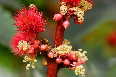 Castor oil plant (Ricinus communis)