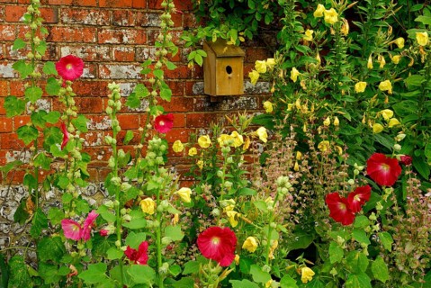 Hollyhocks (Alcea rosea) on the wall, nesting box (Althaea rosea)