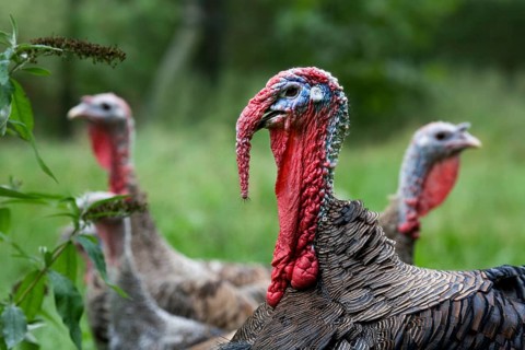 Domestic turkeys, turkey, turkeys, turkeys, chicken birds, livestock, animals, birds, poultry, Male