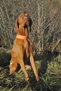 Vizsla hunting dog in the Ardennes, Belgium, Europe