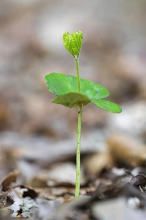 European beech (Fagus sylvatica), common beech seedling emerging on the forest floor in spring