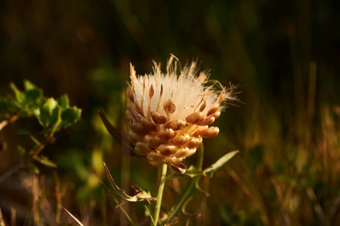 Seeds of a Cardueae plant (Rhaponticum coniferum) at Mount "La Talaia del Montmell" at evening,