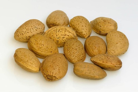 Almond tree (Prunus dulcis)