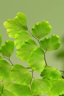 Maidenhair Fern (Adiantum raddianum)