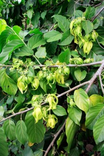 Alangilang, Nosy ylang-ylang (Cananga odorata), Annonaceae, Madagascar, Africa