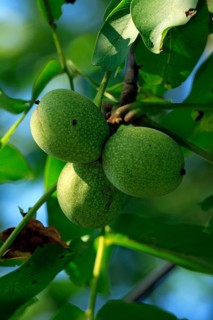 Walnut fruits on tree, Germany (Juglans regia)