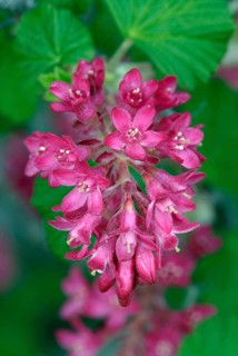 Red Currant (Ribes sanguineum)