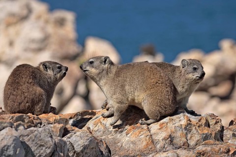 Common rock hyrax, cape hyrax (Procavia capensis)