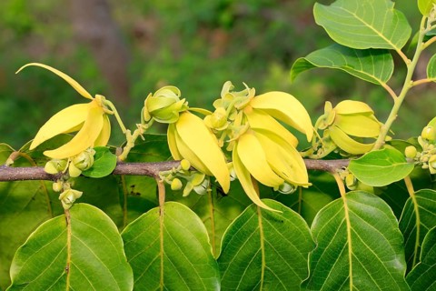 Ylang-ylang (Cananga odorata), Nosy Be, Annonaceae, Madagascar, Africa
