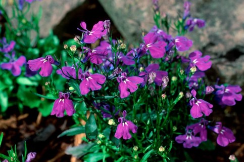 Edging Lobelia (Lobelia erinus)