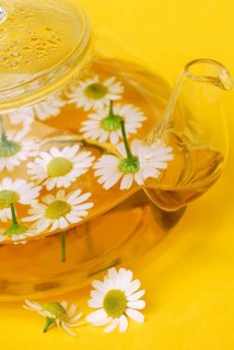 Pot with chamomile tea and chamomile flowers , German chamomile (Chamomilla recutita) (Matricaria