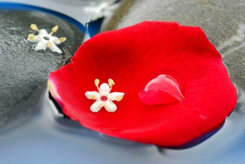 Rose, petal, elderflower and stones in water