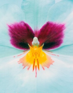 Pansy Orchid blossom (Miltonia), Pansy Orchid blossom, flower, pansy orchid portfolio_blueten