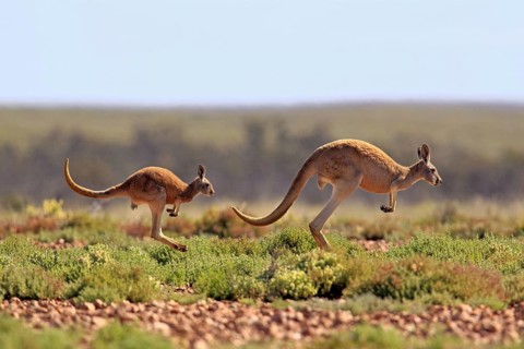 Red Kangaroos (Macropus rufus), Sturt national park, New South Wales, Australia, side, Oceania