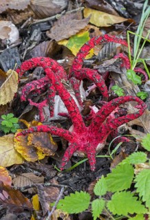 Octopus stinkhorn (Clathrus archeri), devil's fingers (Lysurus archeri) invasive fungus in Europe
