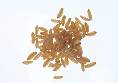 Khorasan wheat (Triticum turgidum × polonicum), also called kamut, is an old variety of spring