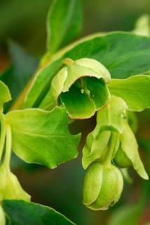 Stinking Hellebore (Helleborus foetidus)