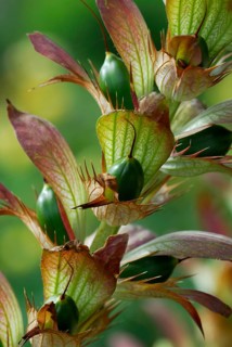 Acanthus, long-leaved bear's breech, Hungarian hogweed ( Acanthus hungaricus)