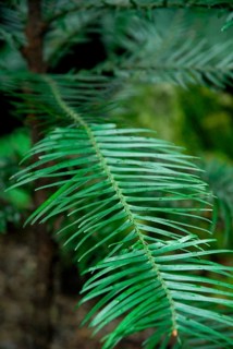 Wollemia (Wollemia nobilis) , Living fossil, Wollemi pine, Wollemi pine, Araucariaceae,