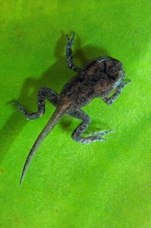 Common frog (Rana temporaria) with well-developed limbs but not yet developed tail