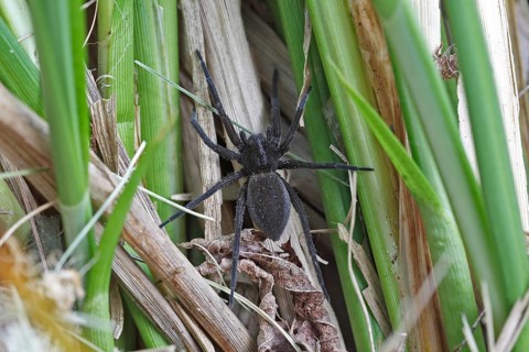Gerandete hunting spider (Dolomedes fimbriatus) female, black morph, Naturpark Flusslandschaft