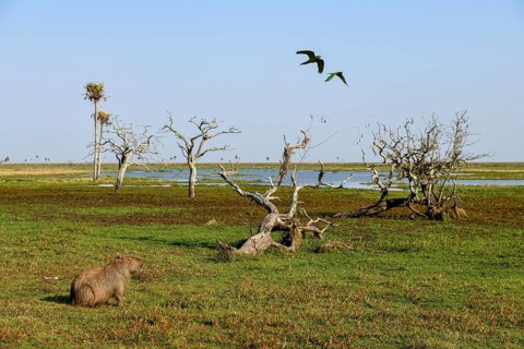 Capybaras (Hydrochoerus hydrochaeris), Estancia El Socorro, near Colonia Carlos Pellegrini, Esteros