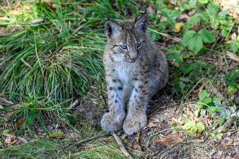 Eurasian lynx (Lynx lynx), young animal, captive, Rhodes, Département Moselle, Lorraine, France,