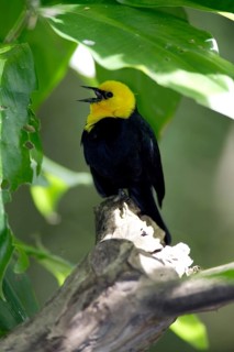 Yellow-headed blackbird (Xanthocephalus xanthocephalus), male