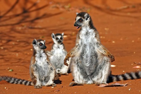 Ring-tailed ring-tailed lemur (Lemur catta), female with young, sunbathing, Berenty Private