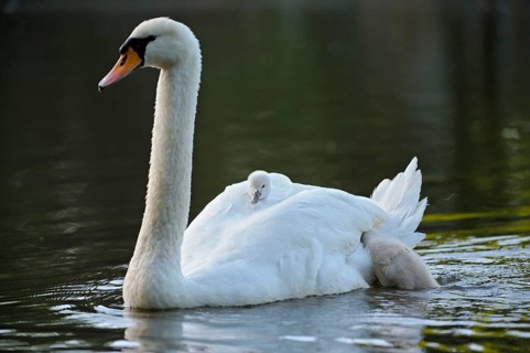 Mute swan (Cygnus olor) with chicks, North Rhine-Westphalia, Mute swan, Germany, Europe