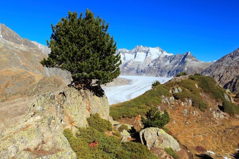 Great Aletsch Glacier and tub horns, Swiss stone pine, Swiss stone pine, Valais, Switzerland,