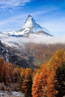 Larch forest , Larch, Matterhorn, Valais, Switzerland, Europe