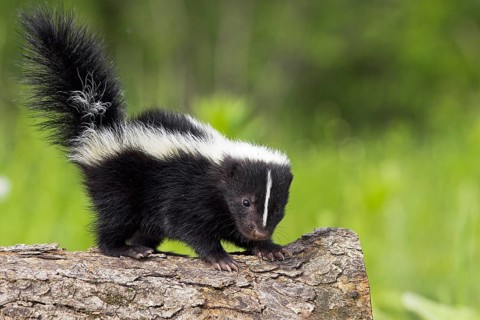 Striped skunk (Mephitis mephitis), juvenile