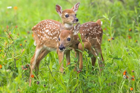 White-tail Deer, fawns (Odocoileus virginianus), fawn