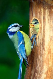 Blue Tit (Parus caeruleus) with young at nest box, Lower Saxony, Germany, Europe