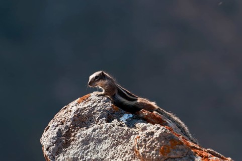 Barbary ground squirrel (Atlantoxerus getulus), chipmunk, Atlantic squirrel, ground squirrel,