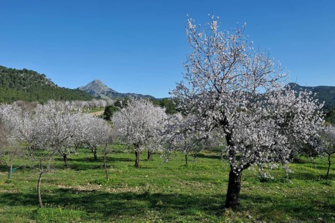 Flowering Almond trees (Prunus dulcis), Tramuntana Mountains, Majorca, Balearic Islands, Spain,