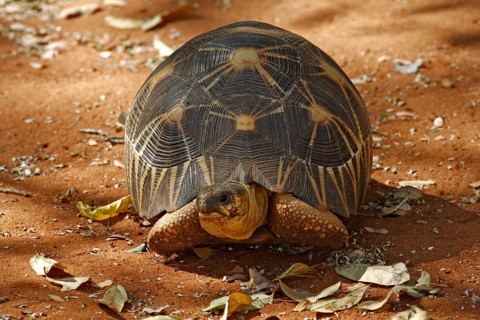 Madagascar Radiated Tortoise, Berenty Private Reserve, Madagascar (Geochelone radiata)