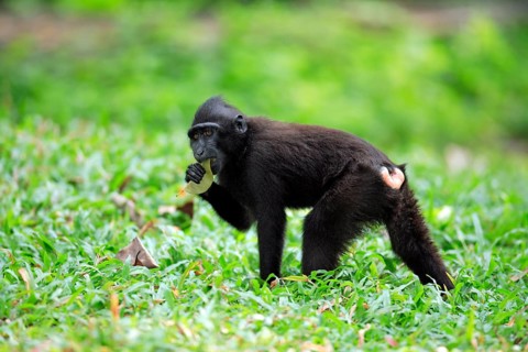 Sulawesi Crested Black Macaque (Macaca nigra), Celebes Ape