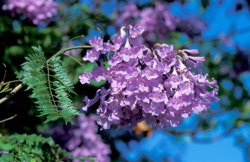 Blue Jacaranda (Jacaranda mimosifolia), blossoms, South Africa, Africa