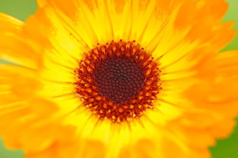 Garden Marigold (Calendula officinalis)