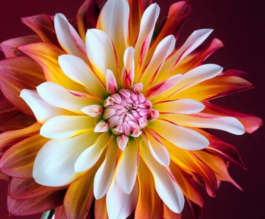 Dahlia 'Caribbean Fantasy (Dahlia hybrida)