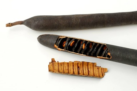Cassava, fruit and seeds, pod, Indian laburnum, tube cassava