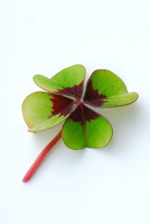 Four-leaf, , luckyclover, four-leaf
