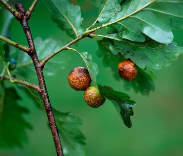 Gall on oak leaves